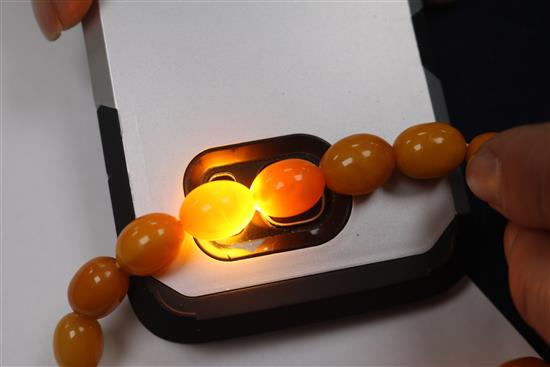 A single strand graduated oval amber bead necklace, gross 31 grams, 44cm.